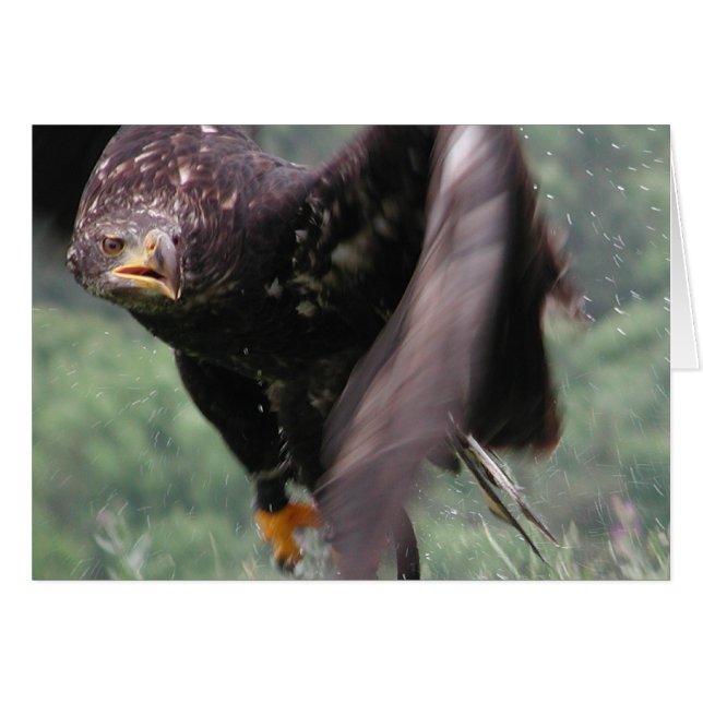 Cartão Tawny Eagle (Frente Horizontal)