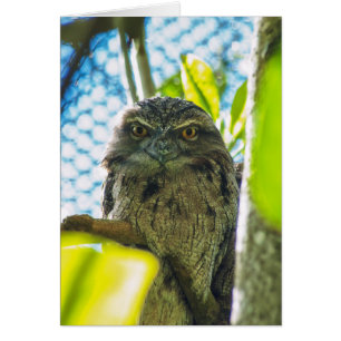 Cartão Tawny não é coruja