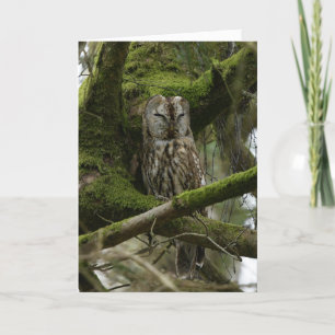Cartão Tawny Owl