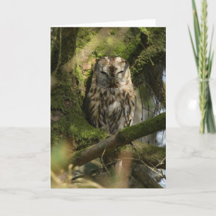 Cartão Tawny Owl em Woodland