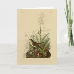 Cartão Tawny Thrush (Veery) - Aves da América de Audubon