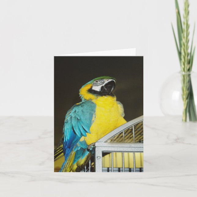 Cartão Taz. (Frente)