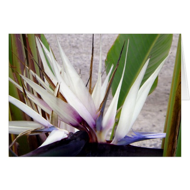 Cartão Te Amo. (Frente Horizontal)