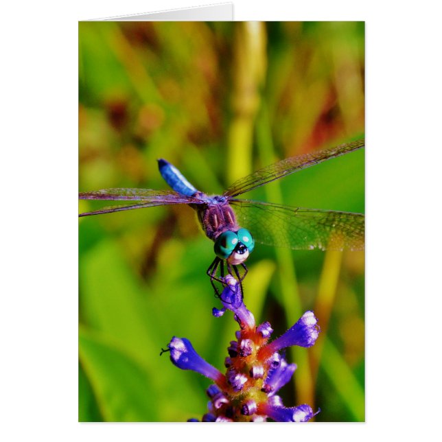 Cartão Teal Rainbow Dragonfly (Frente)