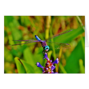 Cartão Teal Rainbow Dragonfly