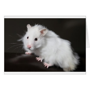 Cartão Teddy Bear Hamster