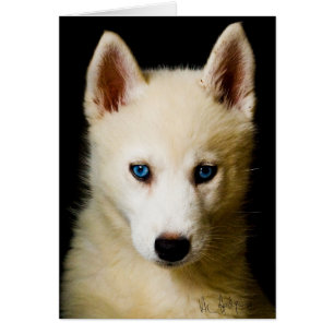 Cartão Tehya - Siberian Husky