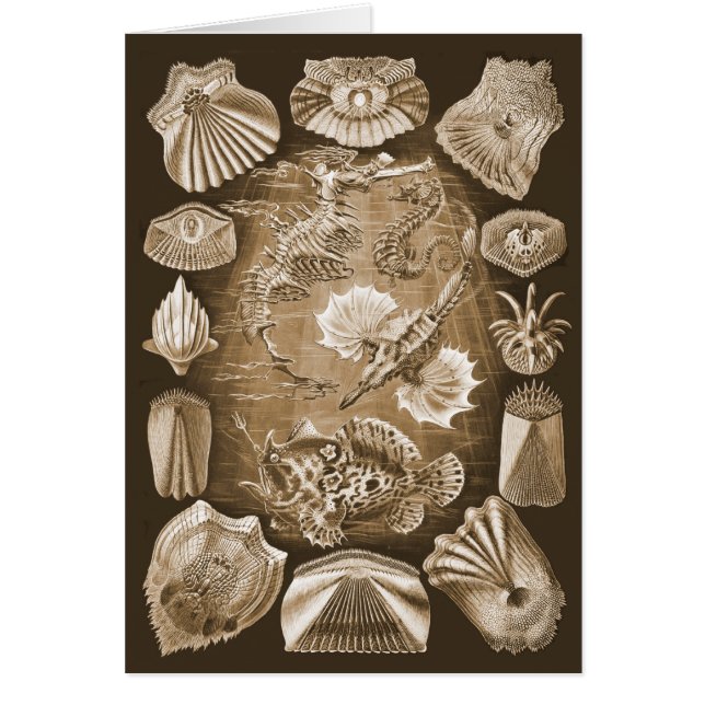 Cartão Teleostei (Frente)