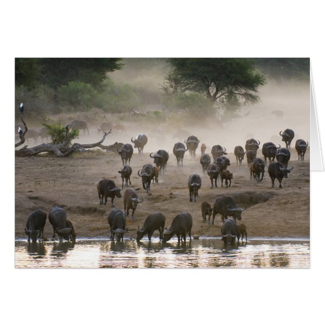 Cartão Tempestade da poeira do búfalo (Frente Horizontal)