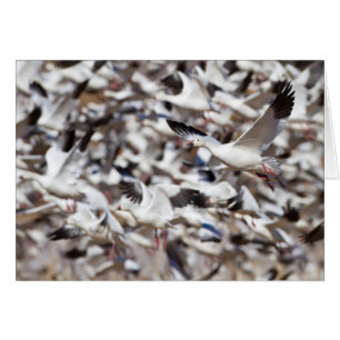 Cartão tempo de desativação