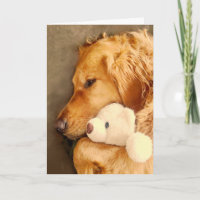 Tente se Recuperar Cachorro Bonito Triste Pet Retr