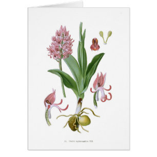 Cartão Tephrosanthos de Orchis