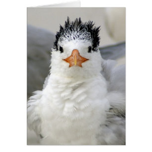 Cartão Tern Fluffy