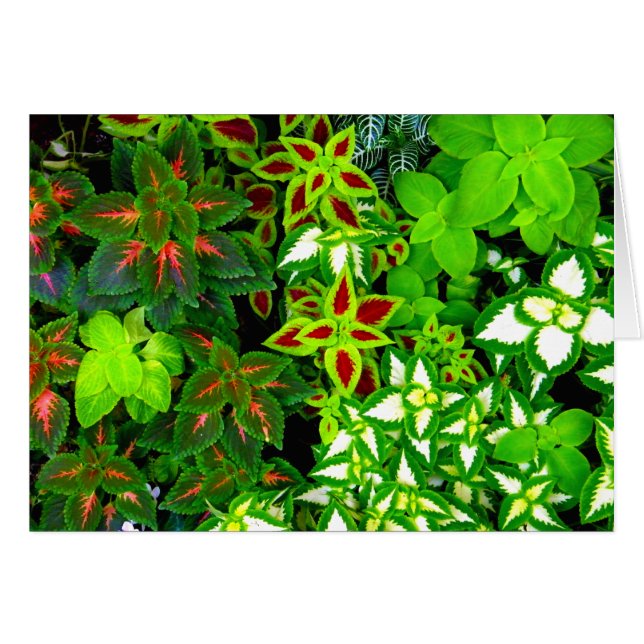 Cartão Terra Lover_ (Frente Horizontal)