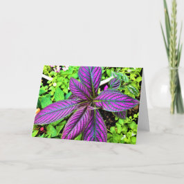 Cartão Terra Verde, carta