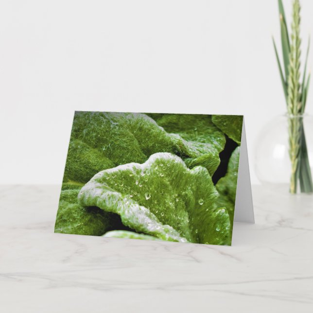 Cartão Terra Verde, carta (Frente)