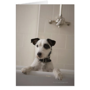 Cartão Terrier de Jack russell
