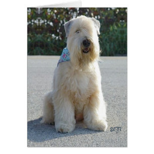 Cartão Terrier Irlandês Wheaten