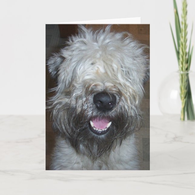 Cartão Terrier Wheaten brandamente revestido (Frente)
