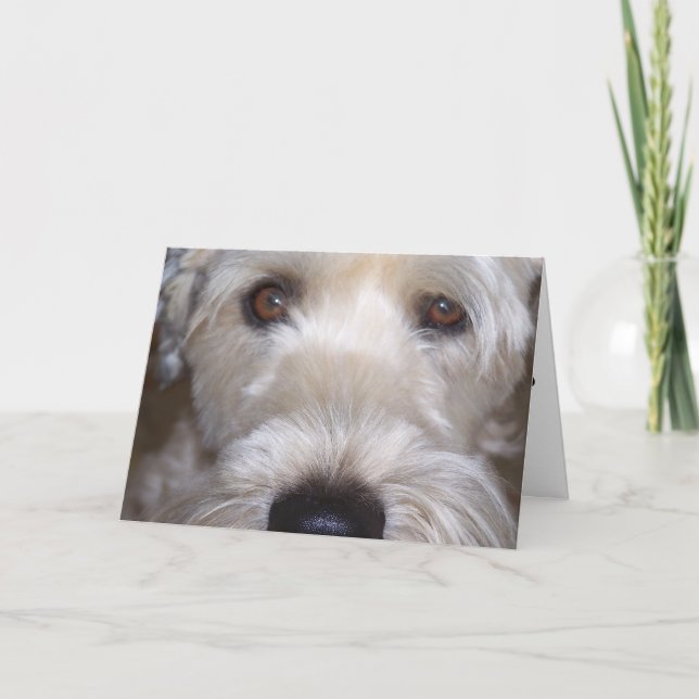 Cartão Terrier Wheaten brandamente revestido (Frente)