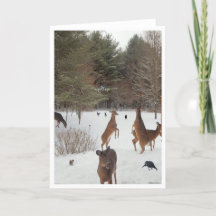 Testemunha às Belezas