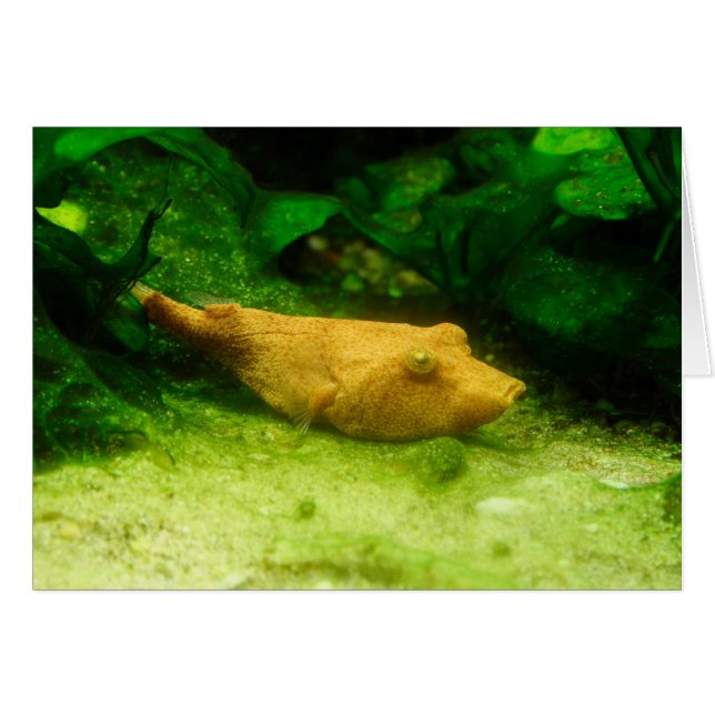 Cartão Tetraodon miurus (Frente Horizontal)