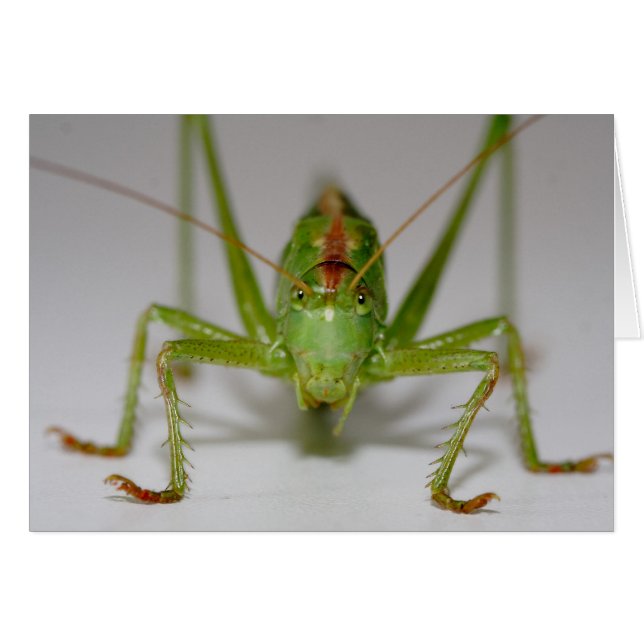 Cartão Tettigonia viridissima (Frente Horizontal)