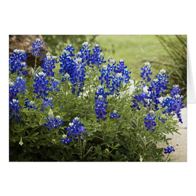 Cartão Texas Bluebonnets (Frente Horizontal)