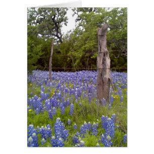 Cartão Texas Bluebonnets e posto da Cerca de Madeira Natu