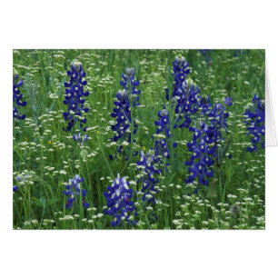 Cartão Texas, Lago Buchanan. Texas Bluebonnet e Selvagem