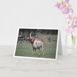 Cartão Texas Longhorn Cattle