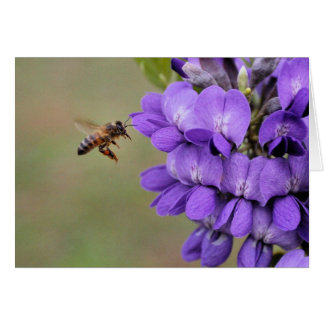 Cartão Texas Mountain Laurel