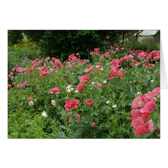 Cartão Texas Poppies (Frente horizontal)