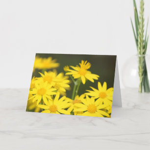Cartão Texas Wildflower: Primavera primitivo Ragwort