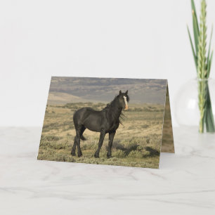 Cartão The Black Stallion Wild Horse Greeting Card