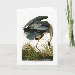 Cartão The Great Blue Heron John Audubon Birds of America