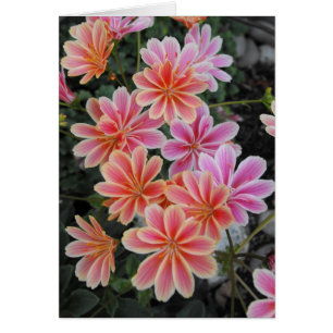 Cartão The Lovely Lewisia-Cotyledon