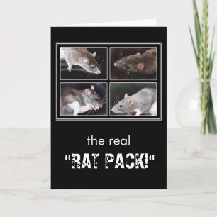 Cartão The real "RAT PACK!" - rat greeting card