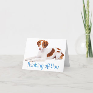 Cartão Thinking Of You Brittany Spaniel Puppy Dog