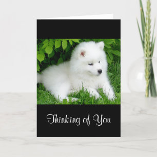Cartão Thinking of You White Samoyed  Puppy Dog  Card