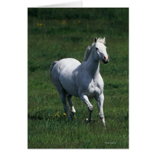 Cartão Thorpura Mare