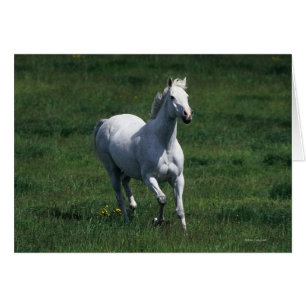 Cartão Thorpura Mare