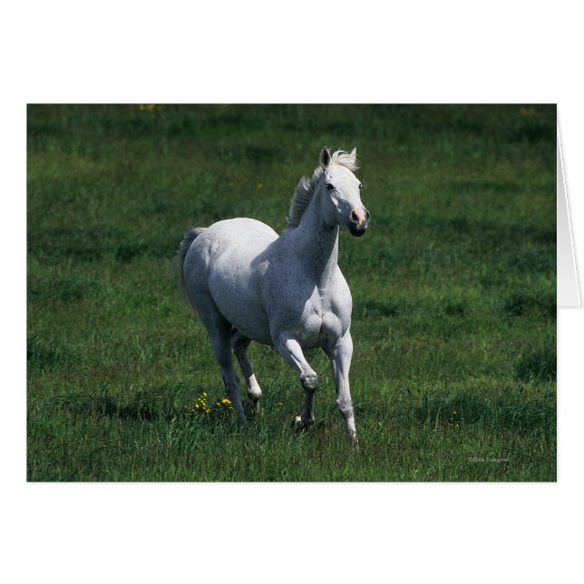 Cartão Thorpura Mare (Frente Horizontal)