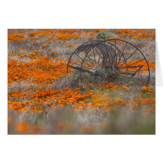 Cartão Thrasher no campo das papoilas