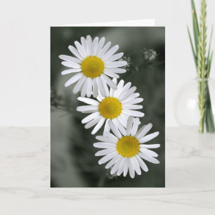 Cartão Three Daisies Greeting Card