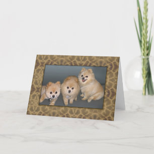 Cartão Three Pomeranians Note or Greeting Card