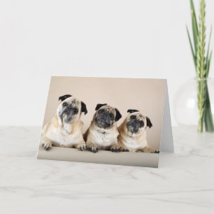 Cartão Three Pugs In A Row