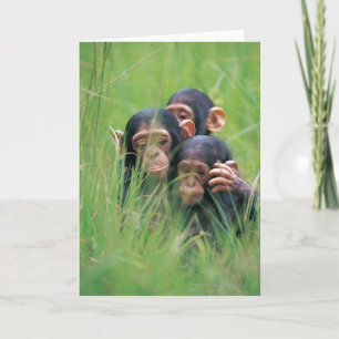 Cartão Three young Chimpanzees (Pan troglodytes) in