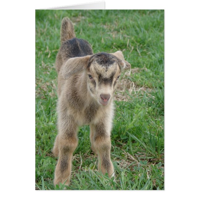Cartão Thunder De Um Dia Todas As Ocasiões (Frente)