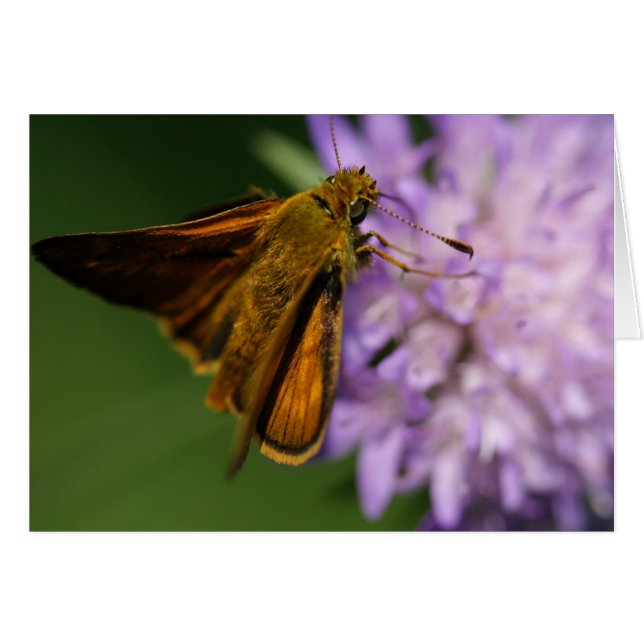 Cartão Thymelicus lineola (Frente Horizontal)